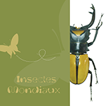 brochure insectes